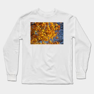 Maple (Acer ), golden yellow autumn leaves hanging from a tree, Germany Long Sleeve T-Shirt